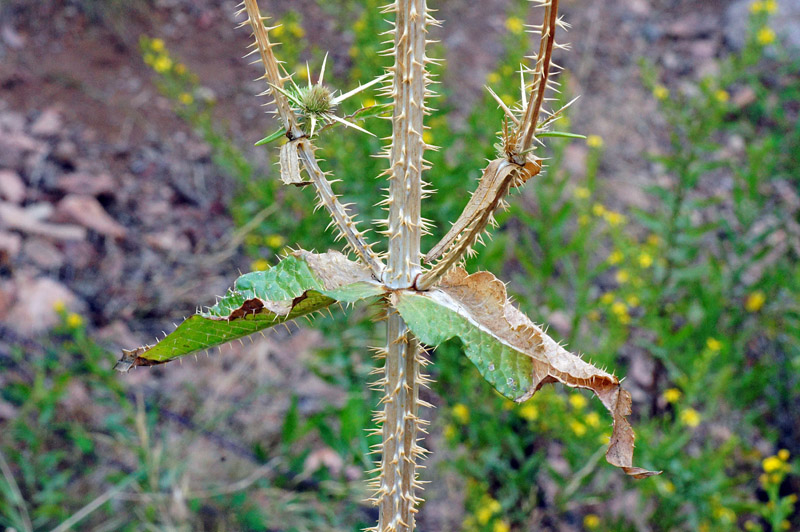 Dipsacus valsecchii / Scardaccione di Valsecchi